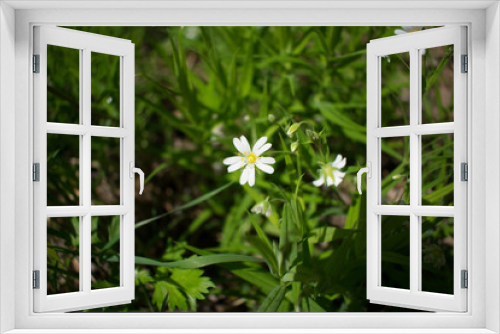 Fototapeta Naklejka Na Ścianę Okno 3D - spring flower