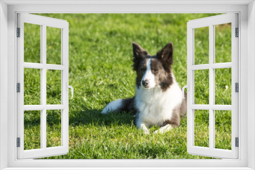 Fototapeta Naklejka Na Ścianę Okno 3D - portrait of Border Collie dog on a walk in belgium