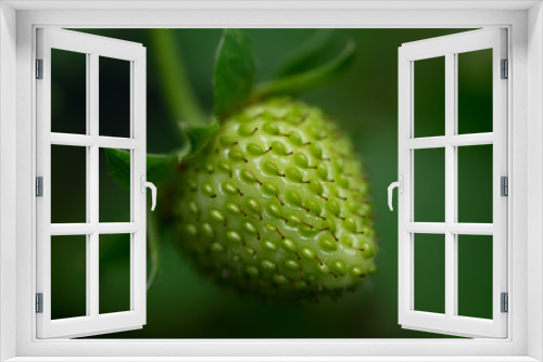 Fototapeta Naklejka Na Ścianę Okno 3D - Unreife grüne Erdbeere (Makro)