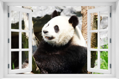 Fototapeta Naklejka Na Ścianę Okno 3D - Panda Géant