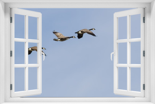 Fototapeta Naklejka Na Ścianę Okno 3D - Three Canada Geese Flying in a Blue Sky