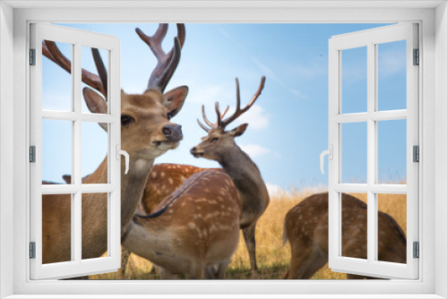 Fototapeta Naklejka Na Ścianę Okno 3D - Deer fawn portrait forest park wild brown animals youngdeer