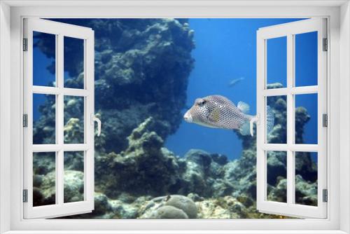 Fototapeta Naklejka Na Ścianę Okno 3D - Spotted Trunkfish swims underwater 