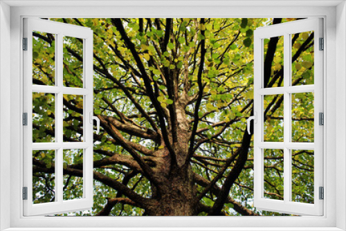 Fototapeta Naklejka Na Ścianę Okno 3D - Tree branches 