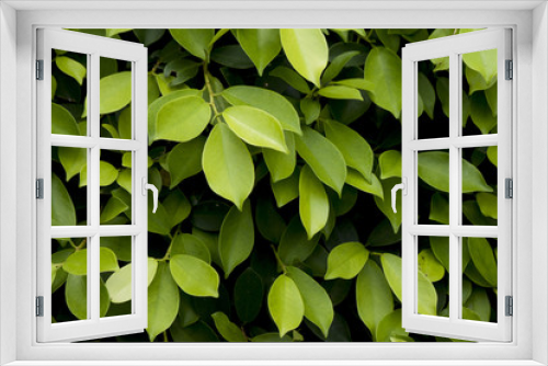 Fototapeta Naklejka Na Ścianę Okno 3D - Background and texture of Sai-Korea green leaves.