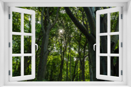 Fototapeta Naklejka Na Ścianę Okno 3D - gespensterwald