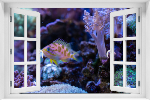 Fototapeta Naklejka Na Ścianę Okno 3D - Pink fish between corals in aquarium