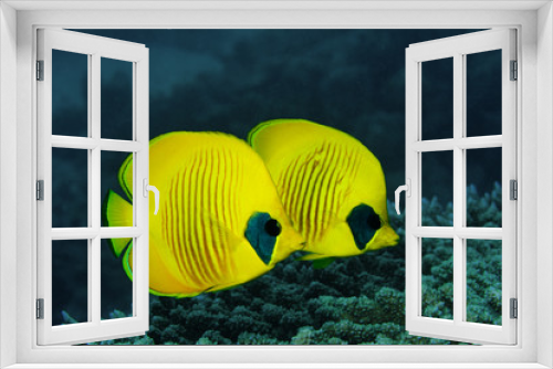 Fototapeta Naklejka Na Ścianę Okno 3D - Couple of Masked Butterfly fish