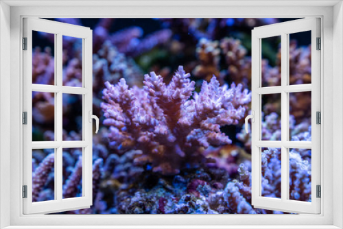 Fototapeta Naklejka Na Ścianę Okno 3D - Corals in aquarium