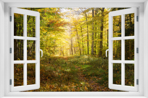 Fototapeta Naklejka Na Ścianę Okno 3D - Deserted Forest Trail on a Sunny Autumn Day. Concept of Exploration and Adventure.