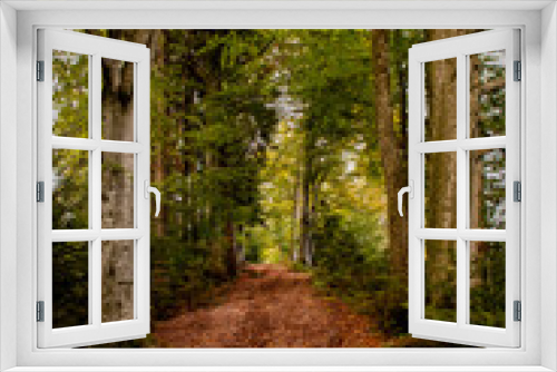 Fototapeta Naklejka Na Ścianę Okno 3D - Herbstlicher Buchenweg