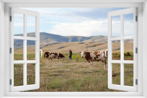 Fototapeta Naklejka Na Ścianę Okno 3D - Cattle grazing on hills, Kahramanmaras, Turkey