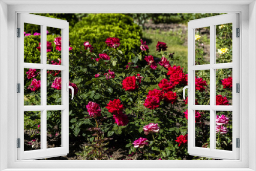 Fototapeta Naklejka Na Ścianę Okno 3D - bushes of blooming red roses in the garden, landscape, horizontal frame