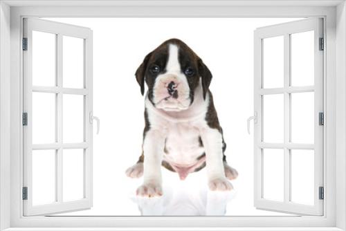 Fototapeta Naklejka Na Ścianę Okno 3D - Boxer Puppy