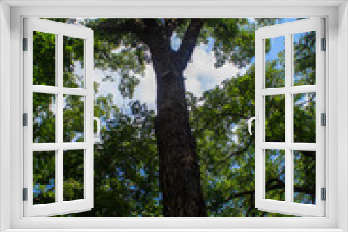 Fototapeta Naklejka Na Ścianę Okno 3D - Tree in the forest