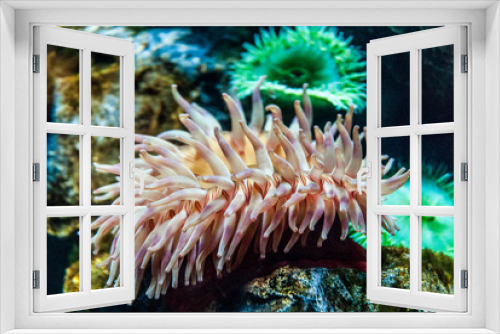 Fototapeta Naklejka Na Ścianę Okno 3D - Life Underwater