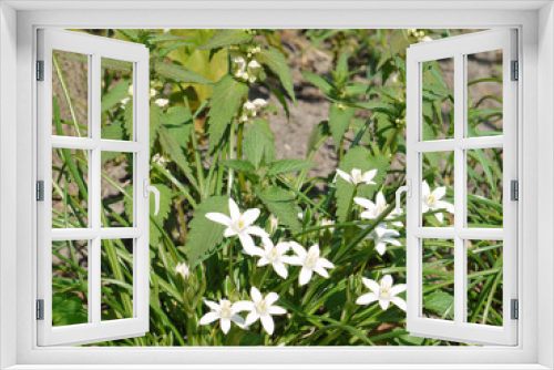 Fototapeta Naklejka Na Ścianę Okno 3D - Shrub with small white inflorescences and green leaves on low stems
