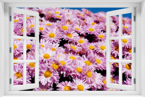 Fototapeta Naklejka Na Ścianę Okno 3D - chrysanthemum