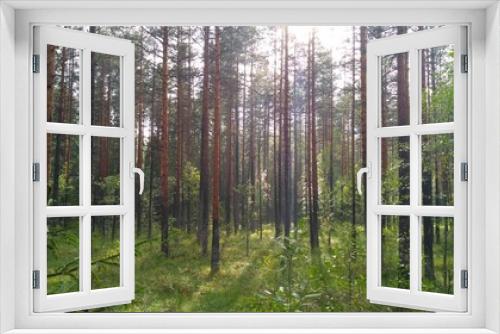 Fototapeta Naklejka Na Ścianę Okno 3D - russian forest, trees, plant and grass in saint-petersburg