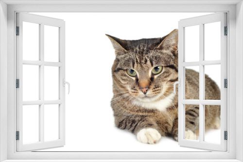 Fototapeta Naklejka Na Ścianę Okno 3D - gray striped kitten