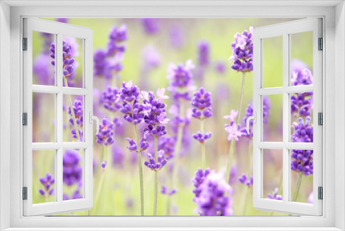 Fototapeta Naklejka Na Ścianę Okno 3D - Violet lavender blooming fields in furano, hokaido, japan.Closeup focus ,flowers background.