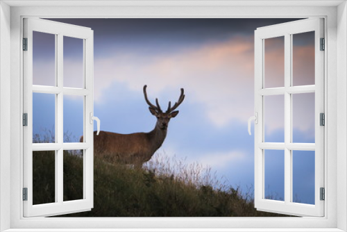 Fototapeta Naklejka Na Ścianę Okno 3D - Red Deer with Antler Velvet in Scottish Highlands