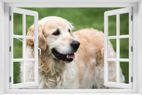 Fototapeta Naklejka Na Ścianę Okno 3D - Portrait of a golden retrievers dog living in belgium
