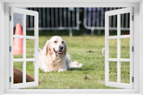 Fototapeta Naklejka Na Ścianę Okno 3D - Portrait of a golden retrievers dog living in belgium