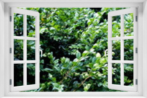 Fototapeta Naklejka Na Ścianę Okno 3D - Green plants background 