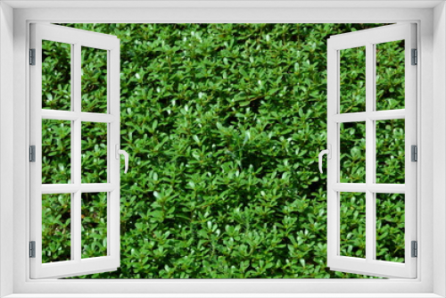 Fototapeta Naklejka Na Ścianę Okno 3D - Carpet of natural green vegetation.