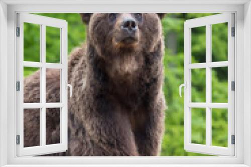 Fototapeta Naklejka Na Ścianę Okno 3D - European brown bear in a forest landscape