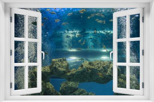 Fototapeta Naklejka Na Ścianę Okno 3D - An underwater scene