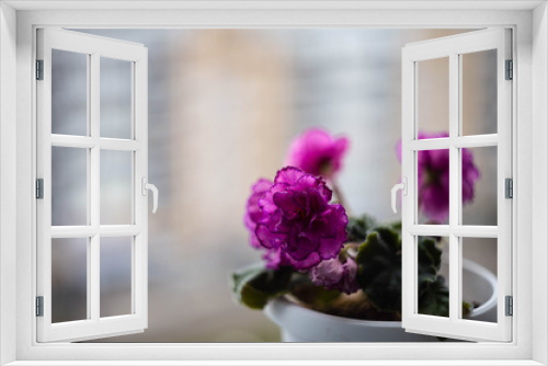 Fototapeta Naklejka Na Ścianę Okno 3D - potted flowers on the windowsill with blurred background