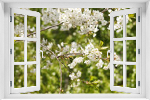 Fototapeta Naklejka Na Ścianę Okno 3D - spring tree with flowers.