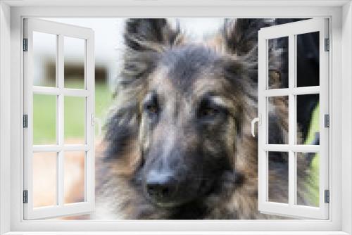 Fototapeta Naklejka Na Ścianę Okno 3D - Portrait of a tervuren dog living in Belgium