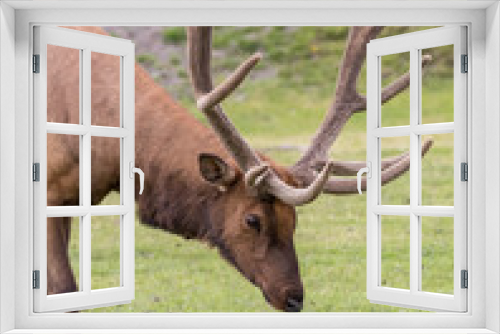 Fototapeta Naklejka Na Ścianę Okno 3D - Elk with Full Rack