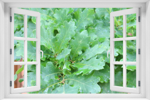 Fototapeta Naklejka Na Ścianę Okno 3D - Green leaves of oak close-ups