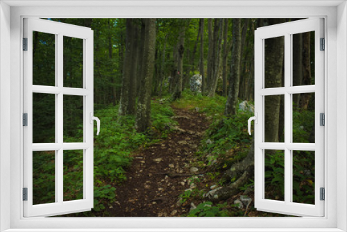 Fototapeta Naklejka Na Ścianę Okno 3D - empty trail in deep summer green forest nature landscape