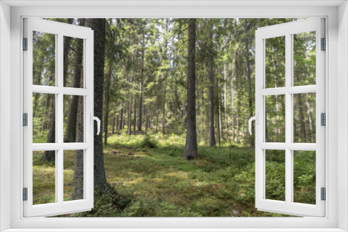 Fototapeta Naklejka Na Ścianę Okno 3D - In the Swedish forest