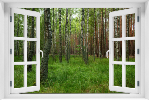 Fototapeta Naklejka Na Ścianę Okno 3D - birch grove in a mixed forest