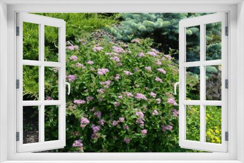 Fototapeta Naklejka Na Ścianę Okno 3D - Japanese meadowsweet in bloom in the garden