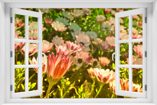 Fototapeta Naklejka Na Ścianę Okno 3D - produce flowers, bloom