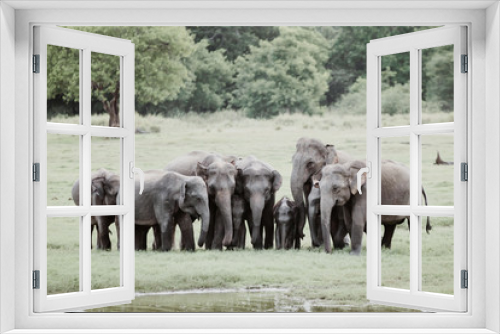 Fototapeta Naklejka Na Ścianę Okno 3D - Elephants in  a National Park from Sri Lanka