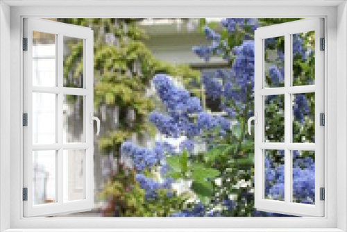 Fototapeta Naklejka Na Ścianę Okno 3D - Pianta con fiori blu