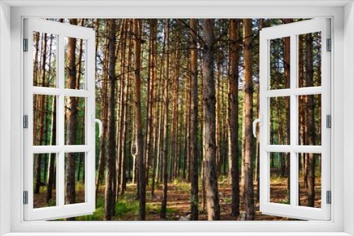 Fototapeta Naklejka Na Ścianę Okno 3D - Pine forest with tall slender trees in summer.