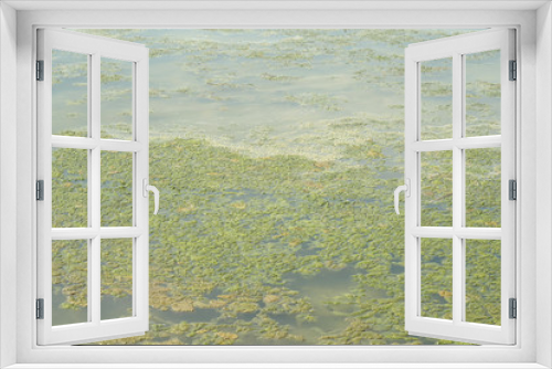 Fototapeta Naklejka Na Ścianę Okno 3D - Lichen on the muddy green or floating in shallow water