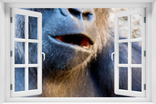 Fototapeta Naklejka Na Ścianę Okno 3D - Western Lowland Gorilla