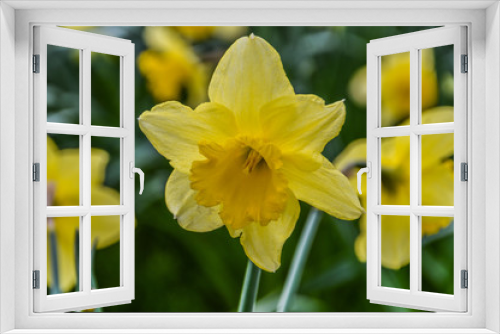 Fototapeta Naklejka Na Ścianę Okno 3D - Dutch Yellow Narcissus