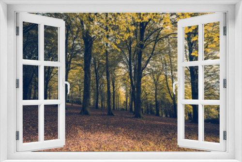 Fototapeta Naklejka Na Ścianę Okno 3D - Autumn trees in forest