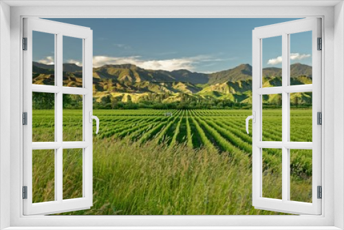 Fototapeta Naklejka Na Ścianę Okno 3D - Vineyard, winery New Zealand, typical Marlborough landscape with vineyards and roads, hills and mountains